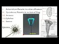 protozoa classification classification of protozoa protozoa honigberg classification