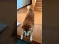 柴犬福 車に乗る？と聞かれ階段降りる犬 understood dog tiktok shorts 柴犬 dog cute かわいい おすすめ いぬ funny