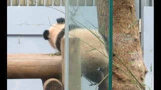 シャンシャン櫓から転落の危機も上手に回避。もう落ちません。　2018.03.23 ABC Panda movies