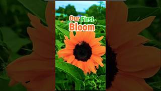 Our first sunflower of the season! #sunflower #gardening #vlog #inspirational #motivational #shorts