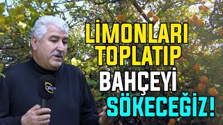 Limonları Toplatıp BAHÇEYİ SÖKECEĞİZ! / Limon Üretim Aşamaları