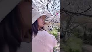 桜と豆柴🌸🐕ニコニコころちゃん  #豆柴 #柴犬 #柴犬の日常 #豆柴好き #犬好き #犬のいる暮らし