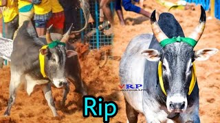 பரம்பூர் அன்சாரி பாய் சண்டியர் RIP|jallikattu videos|jallikattu