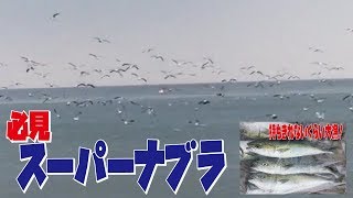 【秋田青物釣り】必見！スーパーナブラ