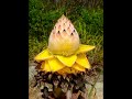 gardening. mal_ chinese dwarf banana musella lasiocarpa .wmv