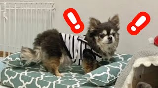 危機管理能力の高いチワワ A Chihuahua with good crisis management skills