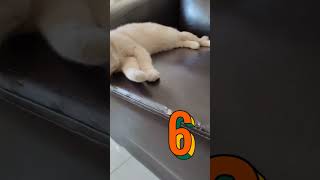 【猫癒し】ごまかすネコ ミスをなかったことにする猫  cat cheating on failure　#shortsvideo