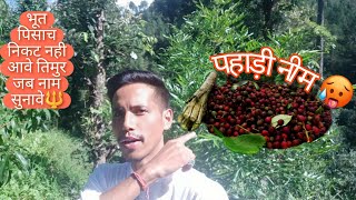 Pahadi Neem (तिमुर) Timur  | उत्तराखंड का एक औषधीय वृक्ष 😲 | Zanthoxylum Armatum | #timur |