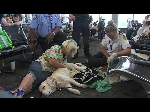 Service dog gives birth at Tampa International Airport Service dog gives birth at Tampa International Airport