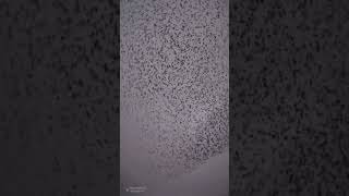 Thousands Of Starlings Create Mesmerizing Patterns In The Sky #starling #shorts #murmuration #home