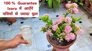 100% Guarantee - इसे तुरंत डालने से Ixora में आएँगे पत्तियों से ज्यादा फूल, Ixora plant care tips