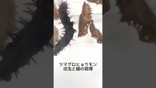 ツマグロヒョウモン 幼虫と蛹のの喧嘩