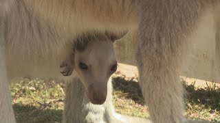 カンガルーの赤ちゃん誕生　袋からかわいらしい顔が“ひょっこり”　岡山・赤磐市