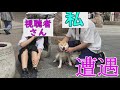 柴犬小春　2019年へlet s go！skateboard dog