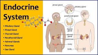 Endocrine System |  Endocrine Glands - Function & Location