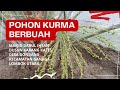 kurma berbuah di Lombok Utara