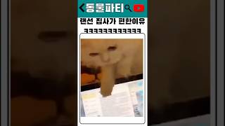 랜선 집사가 편한이유ㅋㅋㅋㅋㅋㅋㅋㅋㅋㅋ #유머 #고양이 #동물