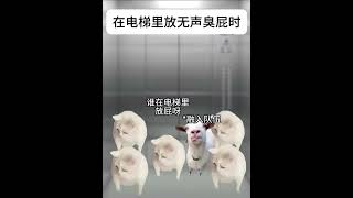 当你在电梯放屁时#猫 meme#搞笑#猫 meme小剧场#funny#cat#喵不可言#shorts#意想不到的结局