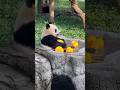 Baby panda with its toy ducks🐼🥰💖 #trending #cute #funnyvideos #animals #panda