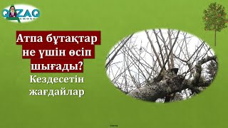 Атпа бұтақтар пайдасы мен зияны #агроном #ағаш #қазақша #обрезка