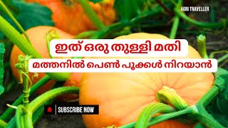 മത്തനിൽ നിറയെ പെൺപൂക്കൾ നിറഞ്ഞു നല്ല വിളവ് കിട്ടാൻ ഇത് ഒരു തുള്ളി മതി/More female flowers in pumpkin