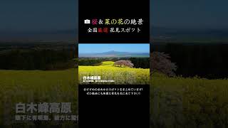 Spectacular views of Japan! Spectacular view of cherry blossoms and rape blossoms