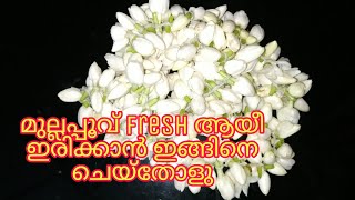 |How to store jasmine flower fresh in fridge|