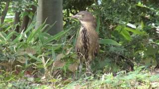 森の中で餌を探すミゾゴイ