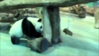 20140820呼叫仔仔..結果圓仔搞笑自摔The Giant Panda Yuan-Zai