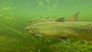 Salmon Underwater