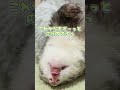 何をしても起きない野生を捨てたフェレット shorts フェレット ferret 箱入り息子