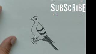 How To Draw Pigeon !! कबूतर का चित्र कैसे बनाएं।।