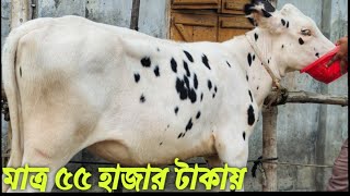 মাত্র 55 হাজার টাকায় হাই কোয়ালিটির বকনা বাচ্চা  01314-526539 ইমো