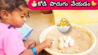 కోడి పొదుగు వేయడం🐣Hatch chicken eggs🐥