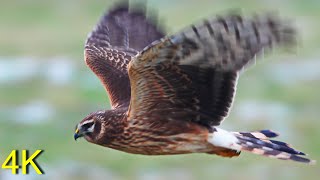 Kornweihe - Dez.2021- Im Flug jagend   --- Henharrier- In Flight Hunting