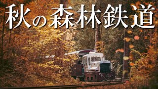 【旅動画】木曽の秋 紅葉のトンネルを走る赤沢森林鉄道