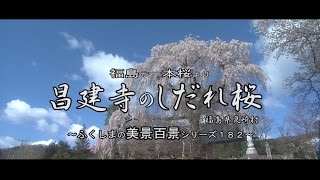 福島の一本桜より　～昌建寺のしだれ桜～