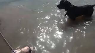 Rottweiler survive Crocodile attack Vardhaghat/Jabalpur