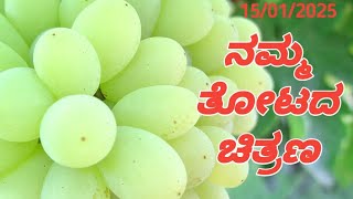 ನಮ್ಮ ತೋಟದ ಚಿತ್ರಣ ll Modern Agriculture is live ll #india #farming #video