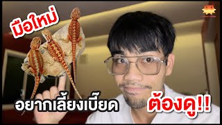 อยากเลี้ยงเบี๊ยดดราก้อน ต้องดู!! Bearded Dragon - Pogona Lounge