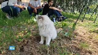 Senago, il gatto di Giulia Tramontano (ora adottato da una vicina) saluta i cronisti