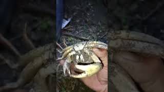 Nanghuli kami ng kuray #viralvideo #fishing #shortvideo