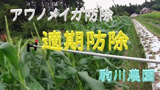 スイートコーンのアワノメイガ適期防除　邑南町　駒川農園　22.5.11