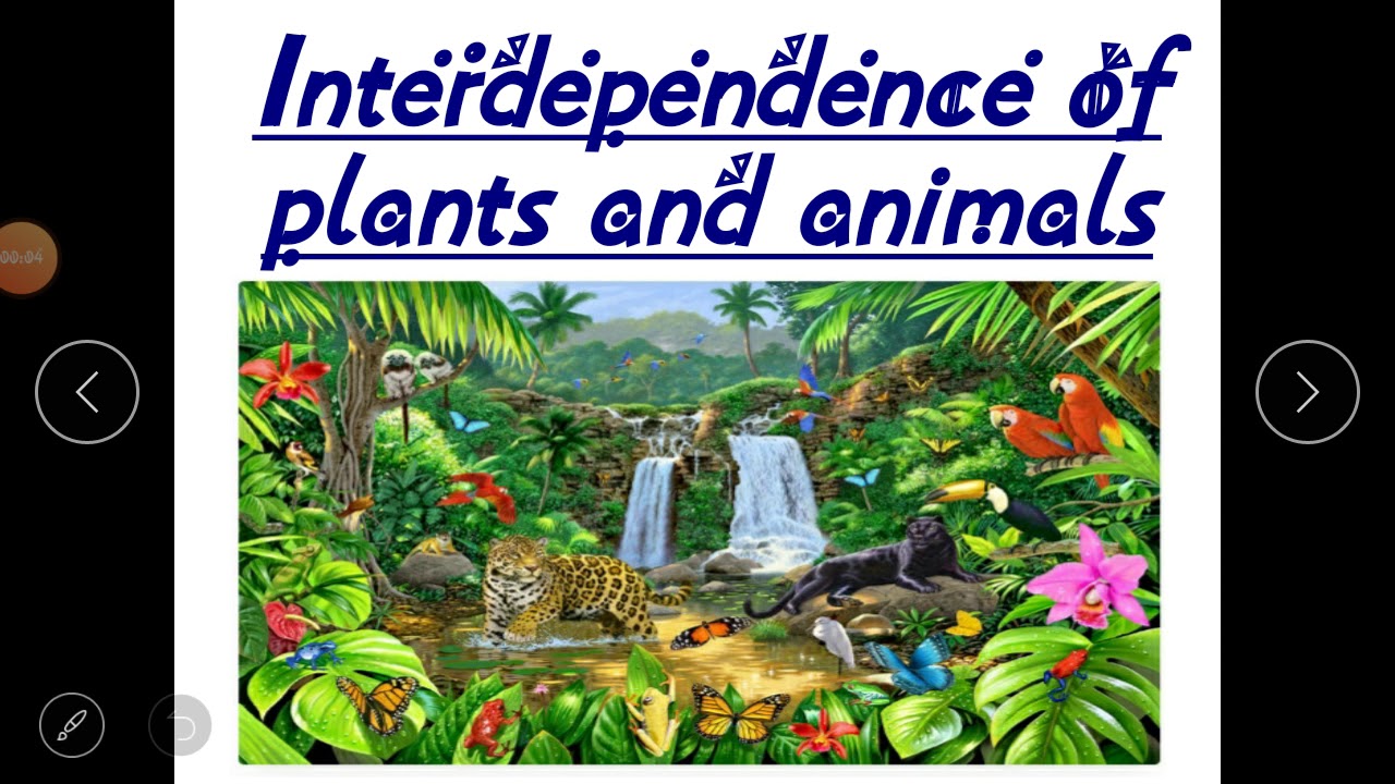 Interdependence Of Plants And Animals - YouTube