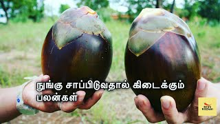 நுங்கு சாப்பிடுவதால் கிடைக்கும் பலன்கள் / Palmyra palm fruit