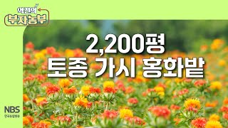 [역전의부자농부 311회] 2,200평 토종 가시 홍화밭