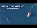 MantaMeasure - How Big is That Manta Ray?