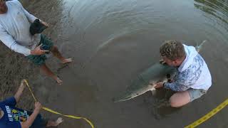 Tagging, Handling, Releasing 7 Foot 9 Inch Alligator Gar