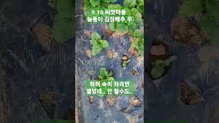 늦둥이 김장배추,무 속 안 차면 봄동처럼먹고 국 끓여 먹음 되징 일한다고 시기를 놓쳐 9.16일 부랴부랴 씨앗파종! 이런 영상 올리면 싫어요 많던데.. 허허 #텃밭 #자연 #하동