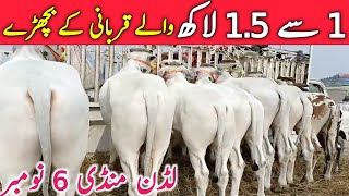 Ludden Cow Mandi | Kato Mal Rates | Cholistani Sahiwal Qurbani 2025 Bachre || Global Village Farming